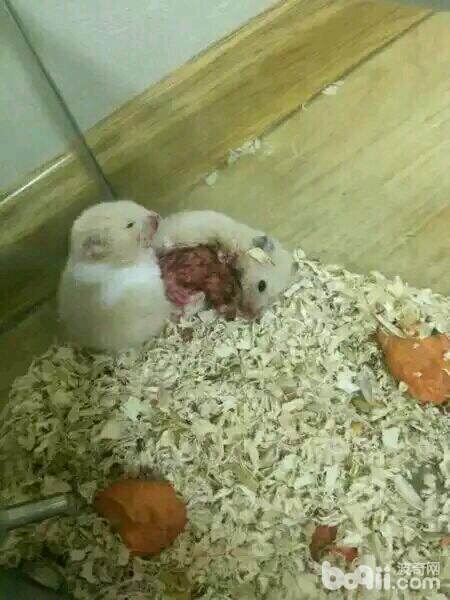 有哪些常见的仓鼠冬眠误区,萌萌的仓鼠怎么样的