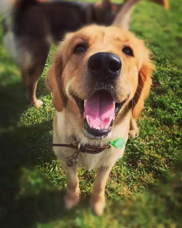 全价全犬种通用粮和专用粮的区别,天然昆虫蛋白全犬种全价幼犬粮