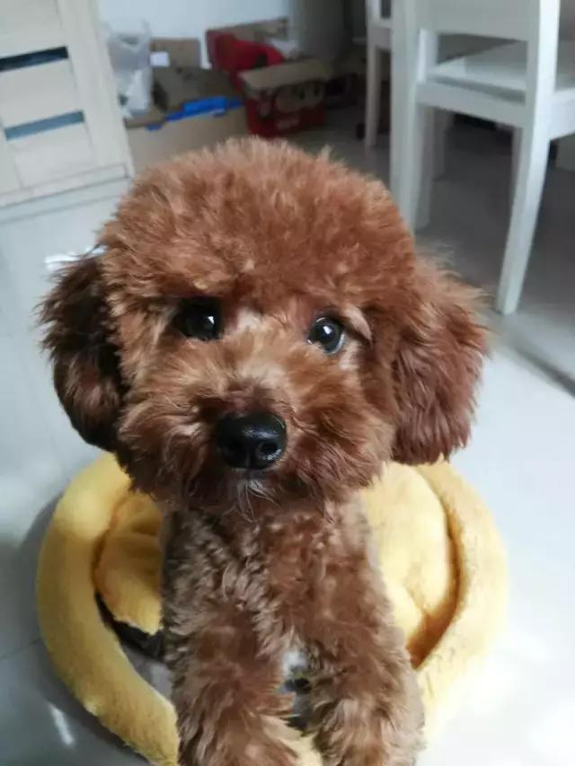 全价全犬种通用粮和专用粮的区别,天然昆虫蛋白全犬种全价幼犬粮