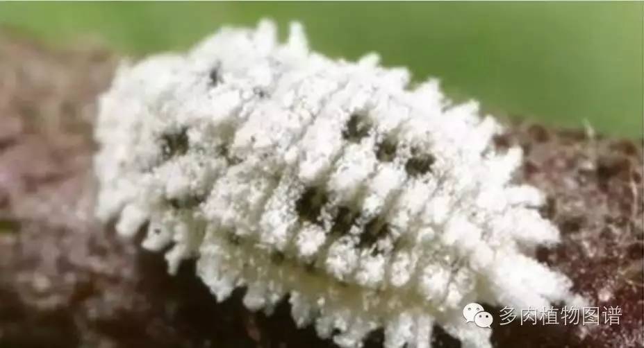 多肉虫害各种图解,多肉各种病虫害对照图