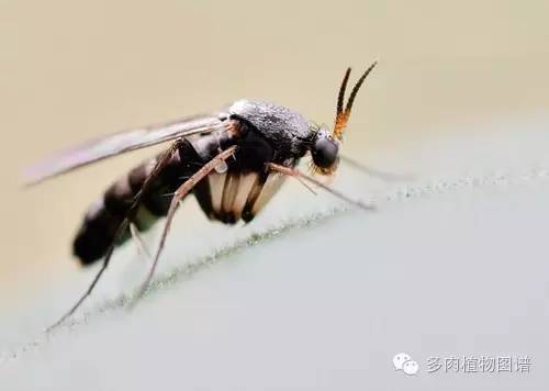 多肉虫害各种图解,多肉各种病虫害对照图