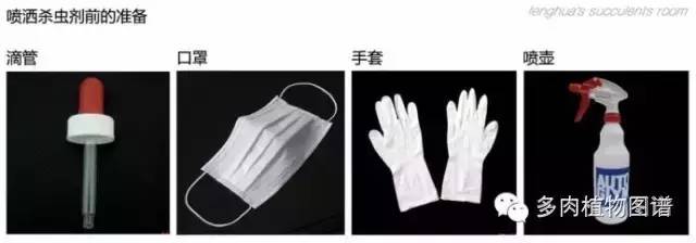 多肉虫害各种图解,多肉各种病虫害对照图