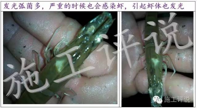 秋天养虾盐提高，水体发光时应注意了