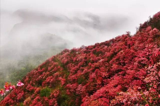 广西春天赏花好去处,广西十大赏花景点