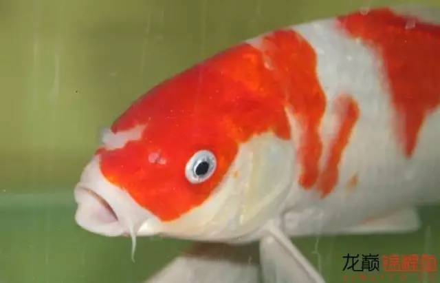 一招消除白点病,一招教你解决白点病