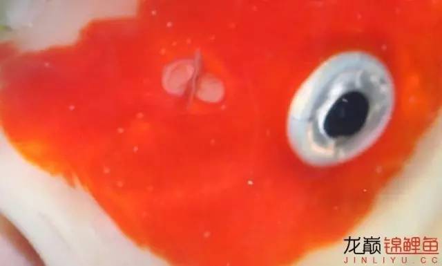 一招消除白点病,一招教你解决白点病