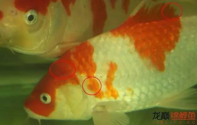 一招消除白点病,一招教你解决白点病