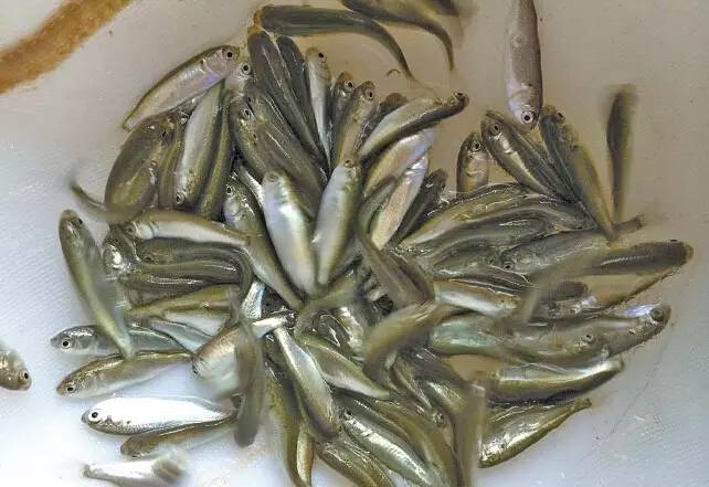 罗非鱼和虾混养需要注意什么,罗非鱼混养白虾技术