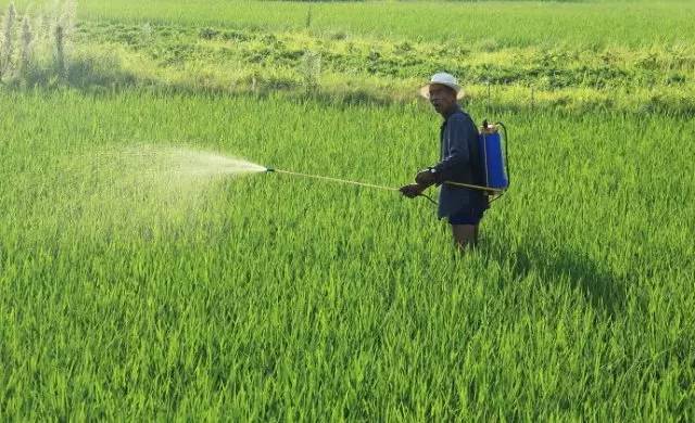 农药苏云金杆菌哪儿有,苏云金杆菌的主要功能