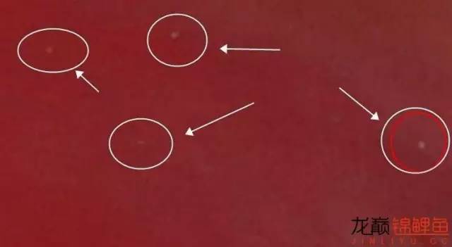 一招消除白点病,一招教你解决白点病