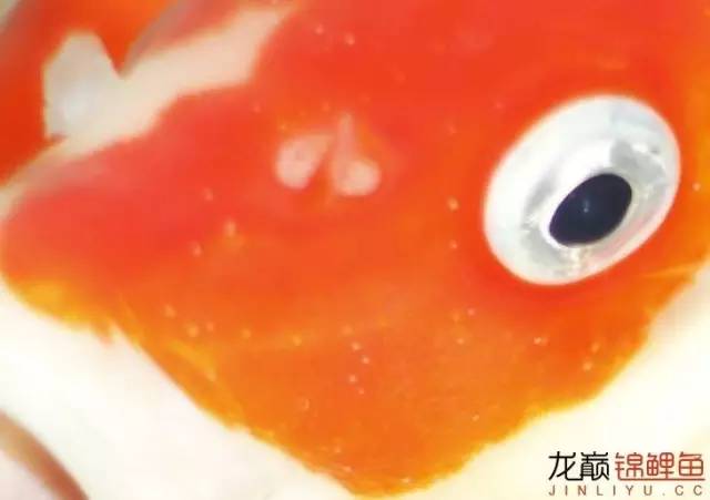 一招消除白点病,一招教你解决白点病