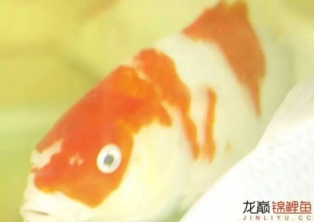 一招消除白点病,一招教你解决白点病