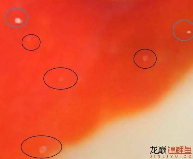 一招消除白点病,一招教你解决白点病