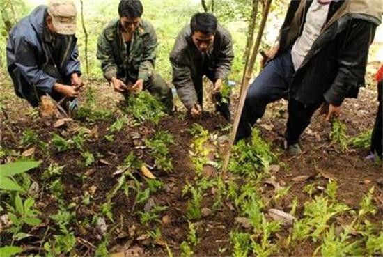 黄连今日行情分析,黄连会跌价吗