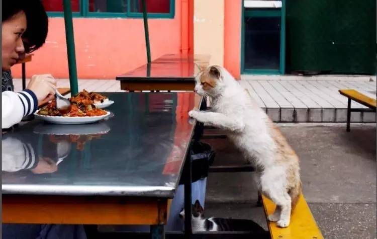 西法大,西法大以后还能评上双一流吗