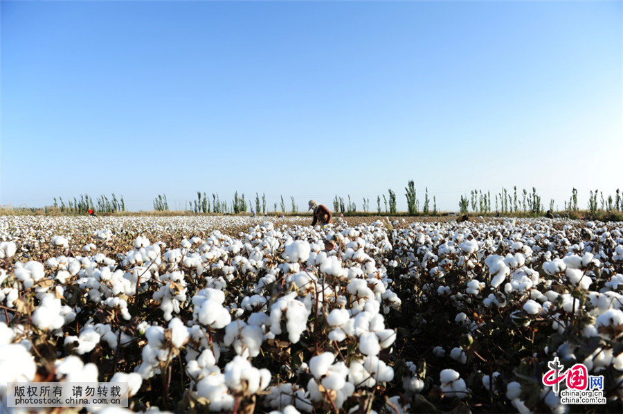 新疆采棉工人血泪史,新疆采棉工大军