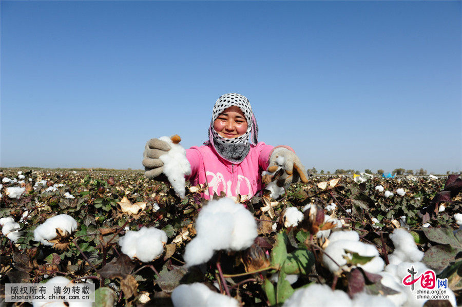 新疆采棉工人血泪史,新疆采棉工大军