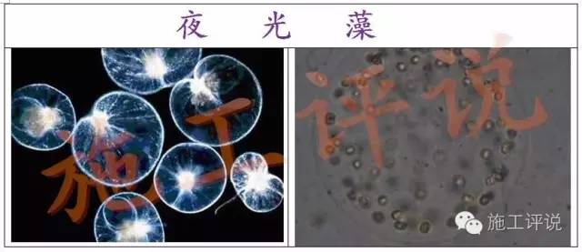 秋天养虾盐提高，水体发光时应注意了