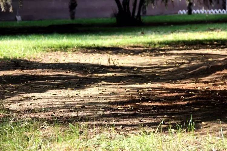 西法大,西法大以后还能评上双一流吗