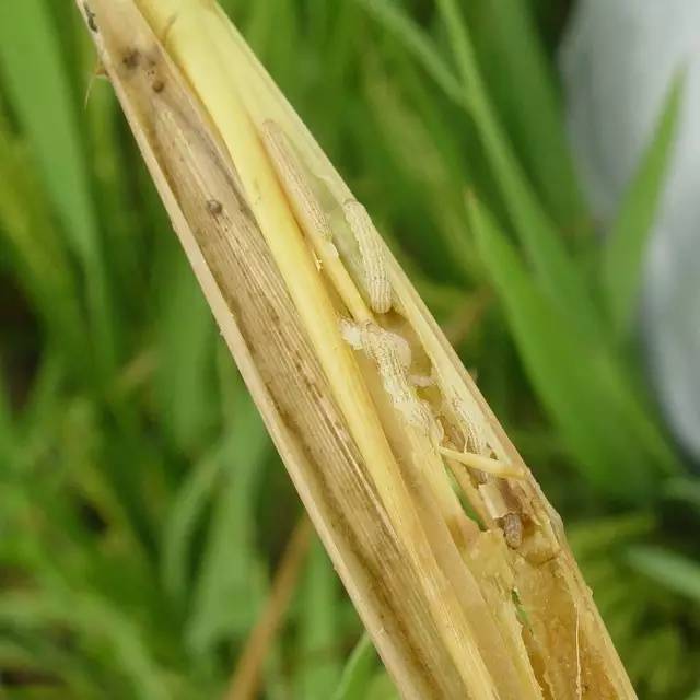 农药苏云金杆菌哪儿有,苏云金杆菌的主要功能