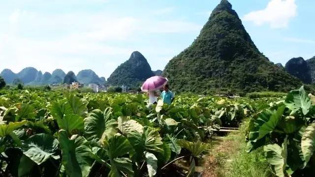 荔浦芋最好吃的做法,吃一整个荔浦芋头