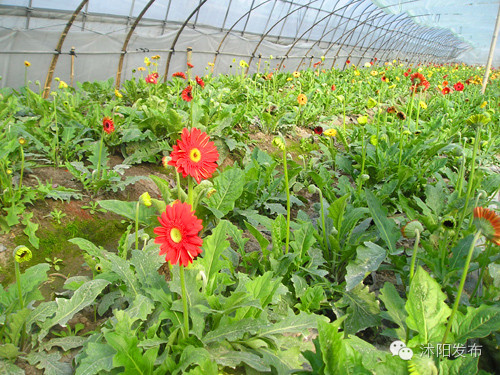 沭阳旅游好去处有哪些,沭阳游玩的地方有哪些