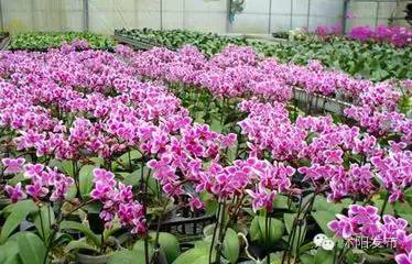 沭阳旅游好去处有哪些,沭阳游玩的地方有哪些