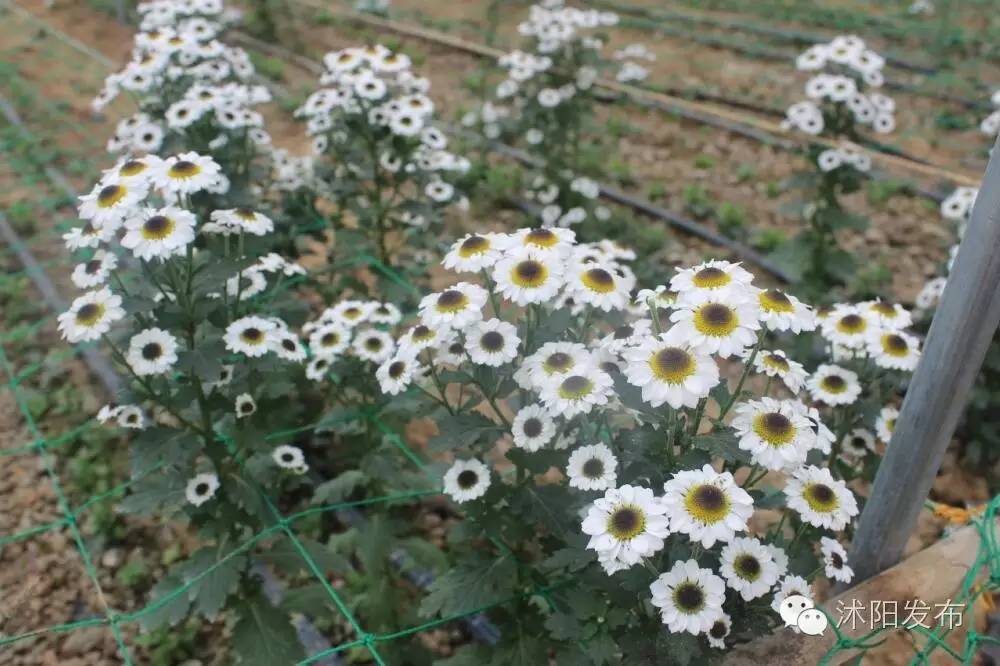 沭阳旅游好去处有哪些,沭阳游玩的地方有哪些