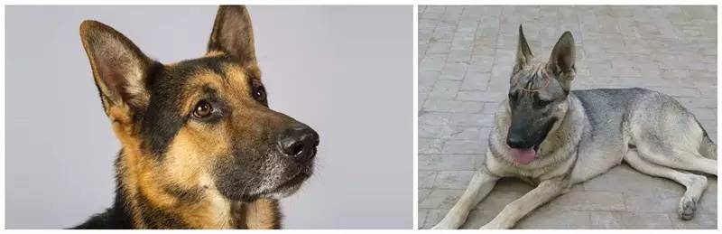 姿势|海关首次境外选犬，为何挑的是它？