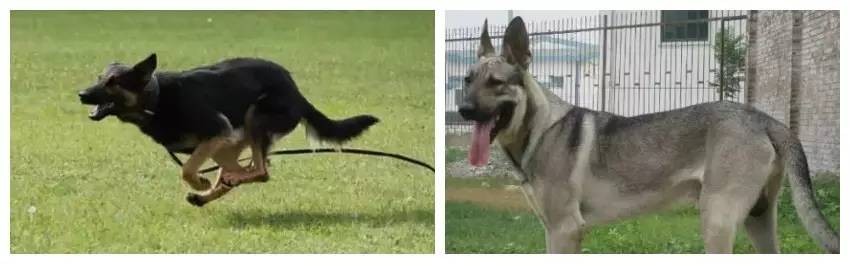 姿势|海关首次境外选犬，为何挑的是它？