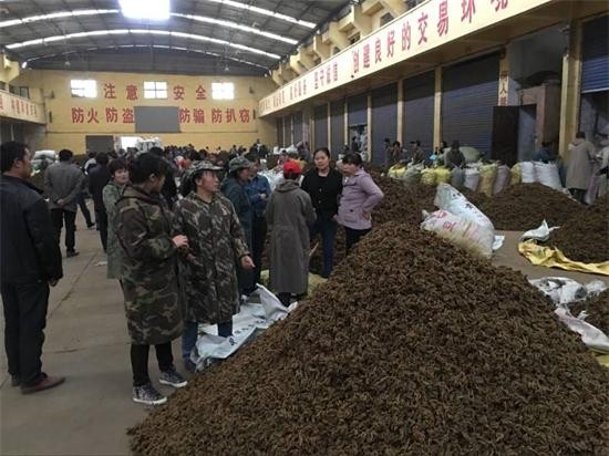 黄连今日行情分析,黄连会跌价吗