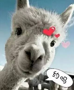 财经主播小崔澳洲行你的UGG很可能买错了