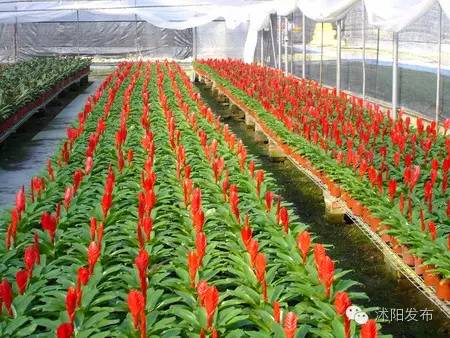 沭阳旅游好去处有哪些,沭阳游玩的地方有哪些