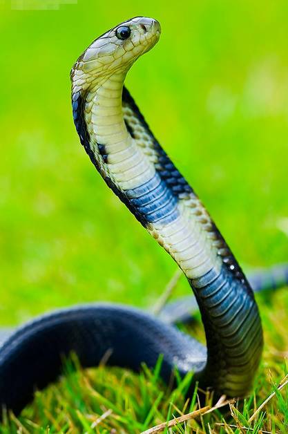 广西一小区内多种毒蛇出没抓不完,广西最大毒蛇