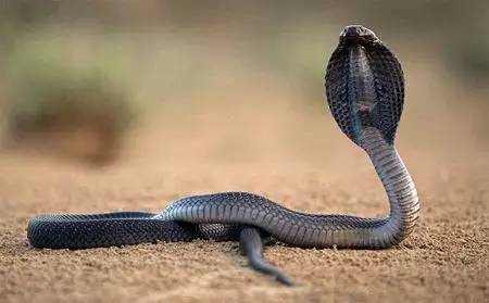 广西一小区内多种毒蛇出没抓不完,广西最大毒蛇