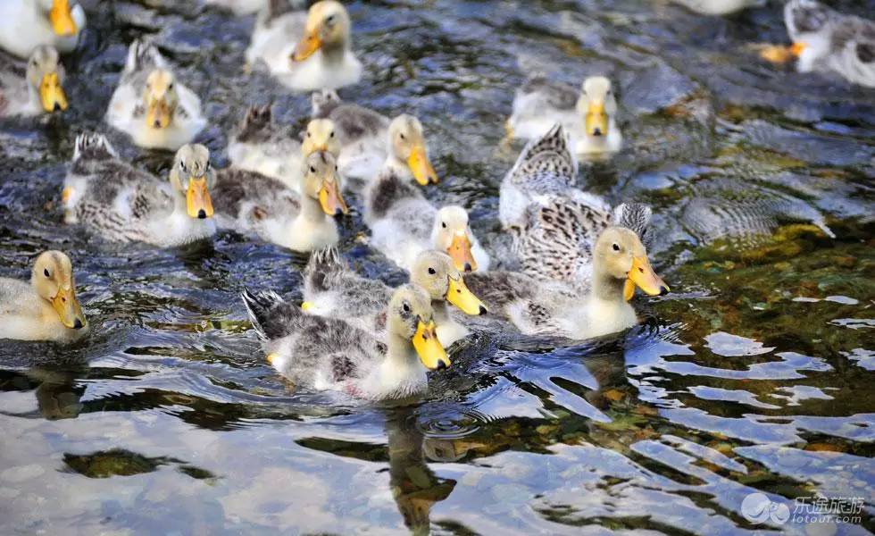 广西最有影响力的7个县,广西优秀的学习榜样