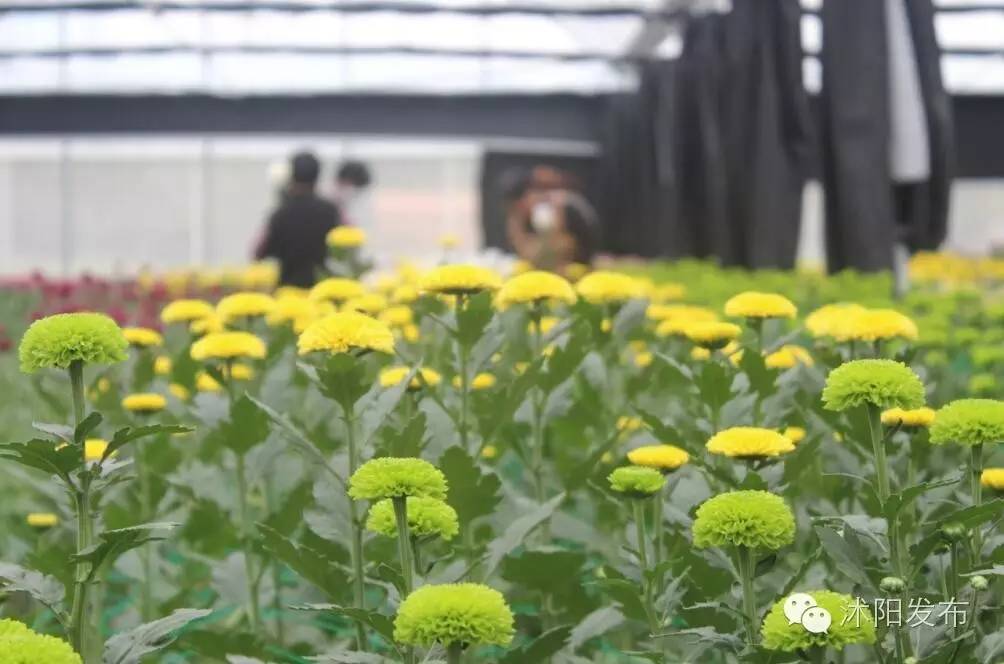 沭阳旅游好去处有哪些,沭阳游玩的地方有哪些