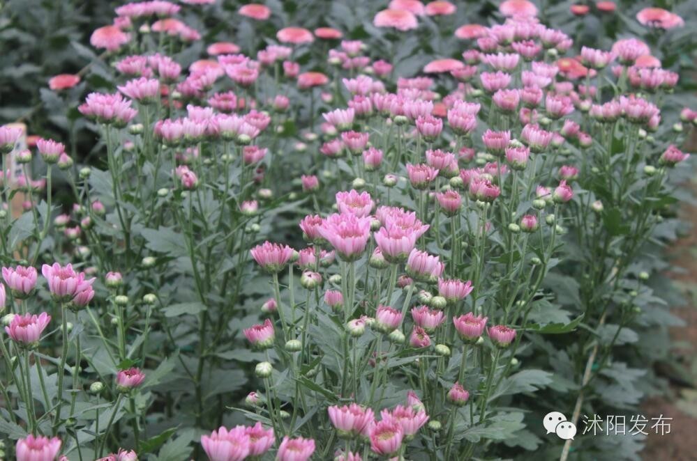 沭阳旅游好去处有哪些,沭阳游玩的地方有哪些