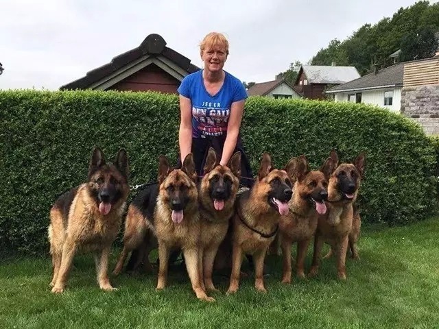 姿势|海关首次境外选犬，为何挑的是它？