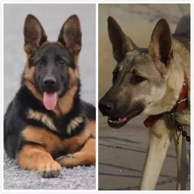 姿势|海关首次境外选犬，为何挑的是它？