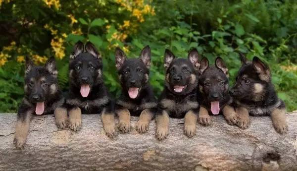 姿势|海关首次境外选犬，为何挑的是它？