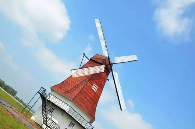 世界上最遥远的异国恋，天津麻花配郁金香