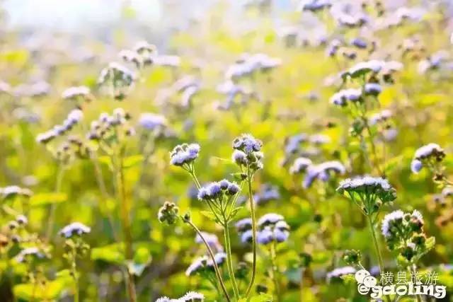 广西春天赏花好去处,广西十大赏花景点