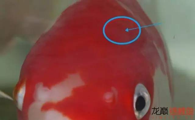 一招消除白点病,一招教你解决白点病