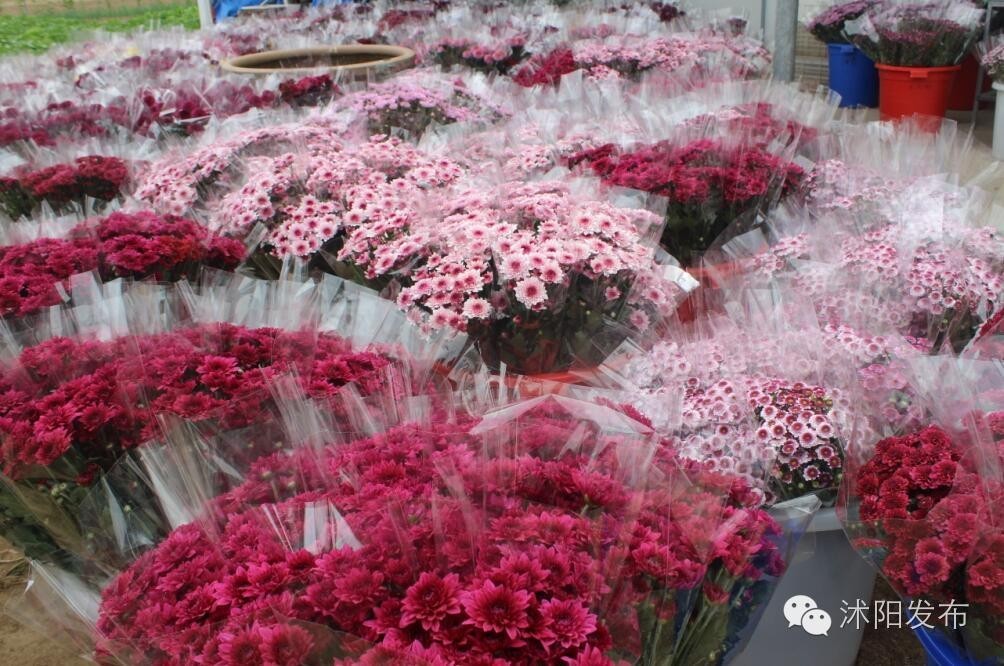 沭阳旅游好去处有哪些,沭阳游玩的地方有哪些