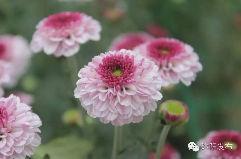 沭阳旅游好去处有哪些,沭阳游玩的地方有哪些