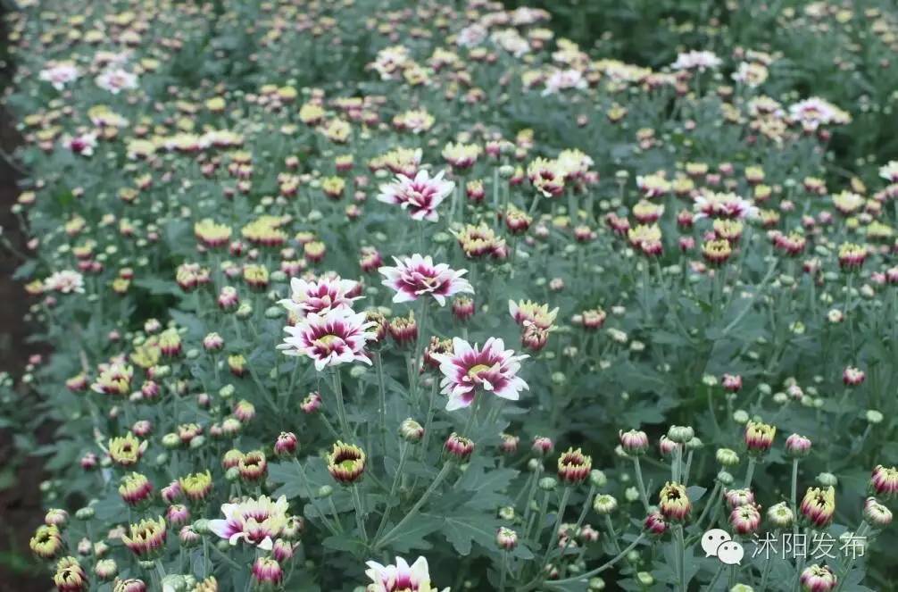沭阳旅游好去处有哪些,沭阳游玩的地方有哪些