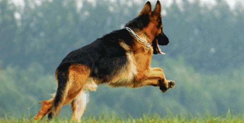 姿势|海关首次境外选犬，为何挑的是它？