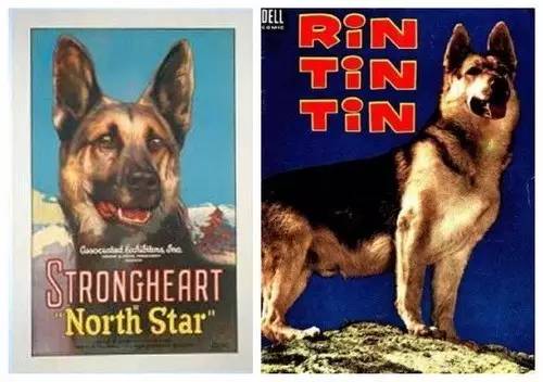 姿势|海关首次境外选犬，为何挑的是它？