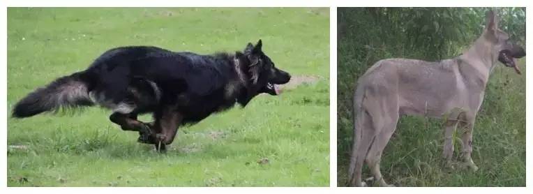 姿势|海关首次境外选犬，为何挑的是它？